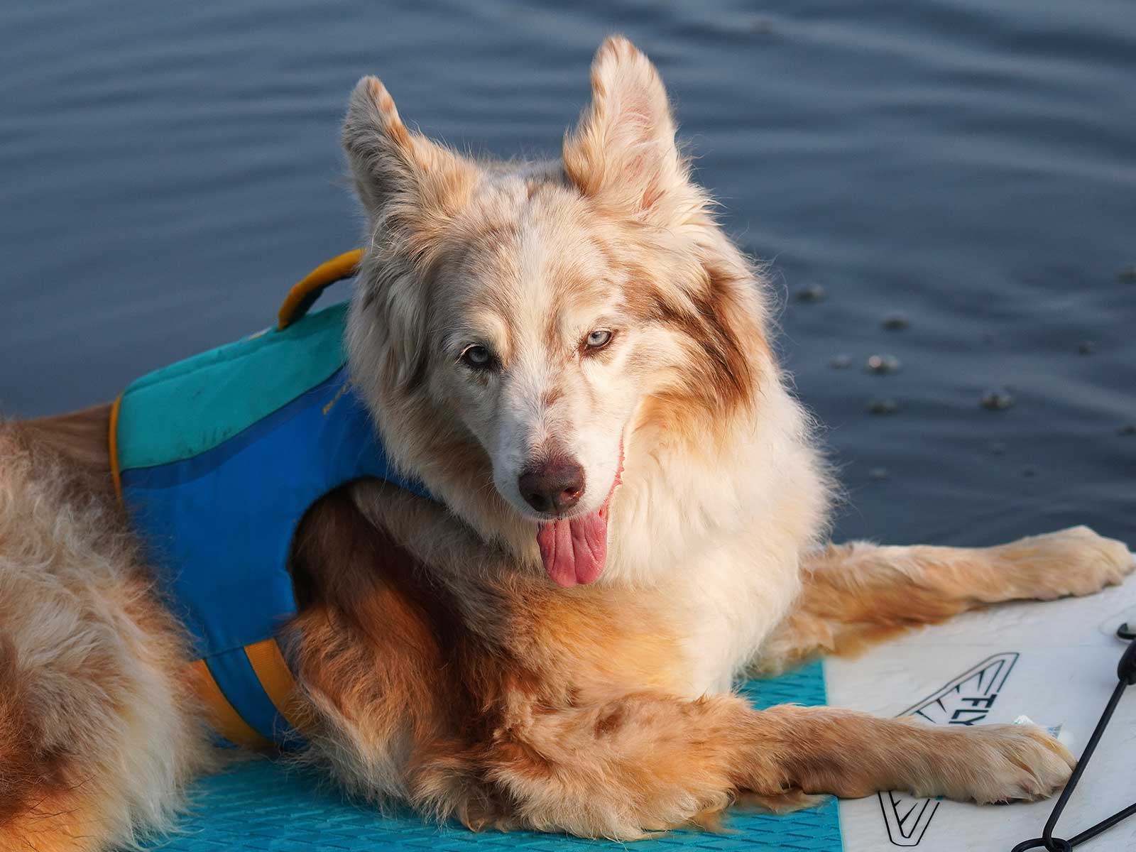 Travel with a senior dog