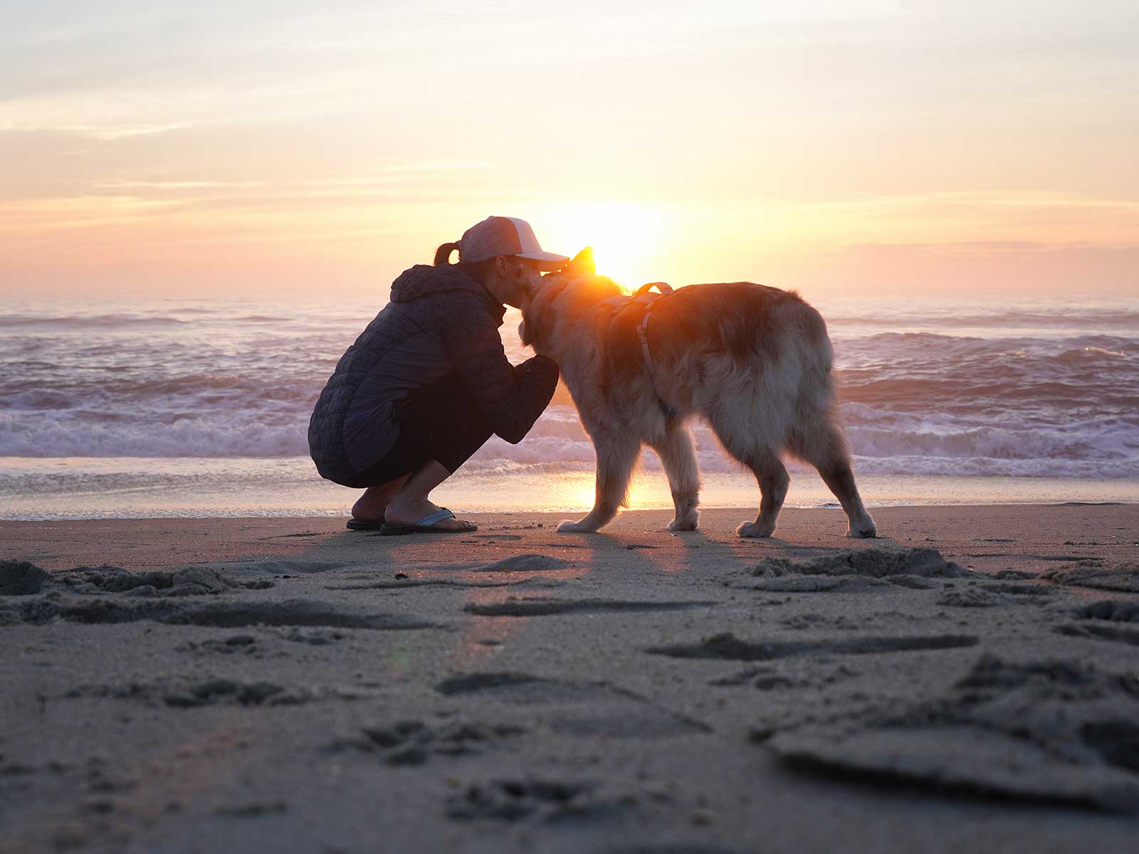 Travel with a senior dog