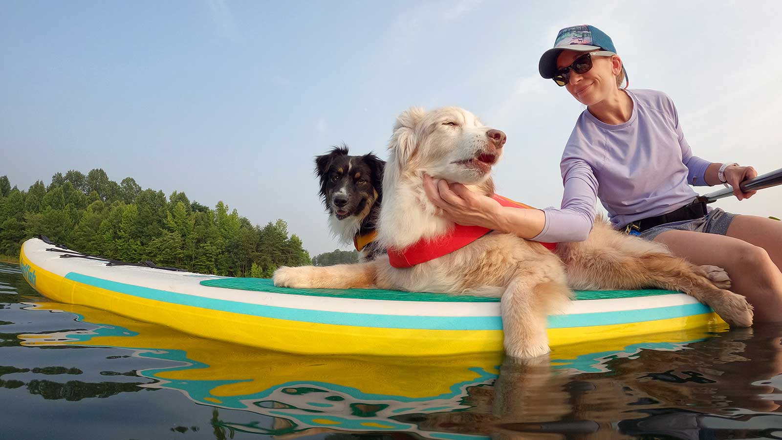 Travel with a senior dog
