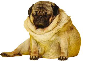 Chubby pug