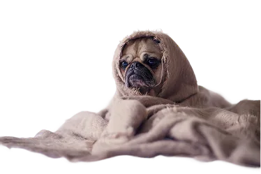 Pug with digestive issues