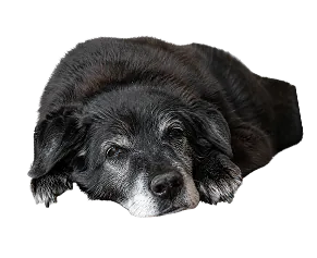 Senior dog resting