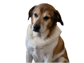 Low energy dog