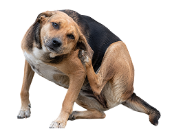 Dog scratching