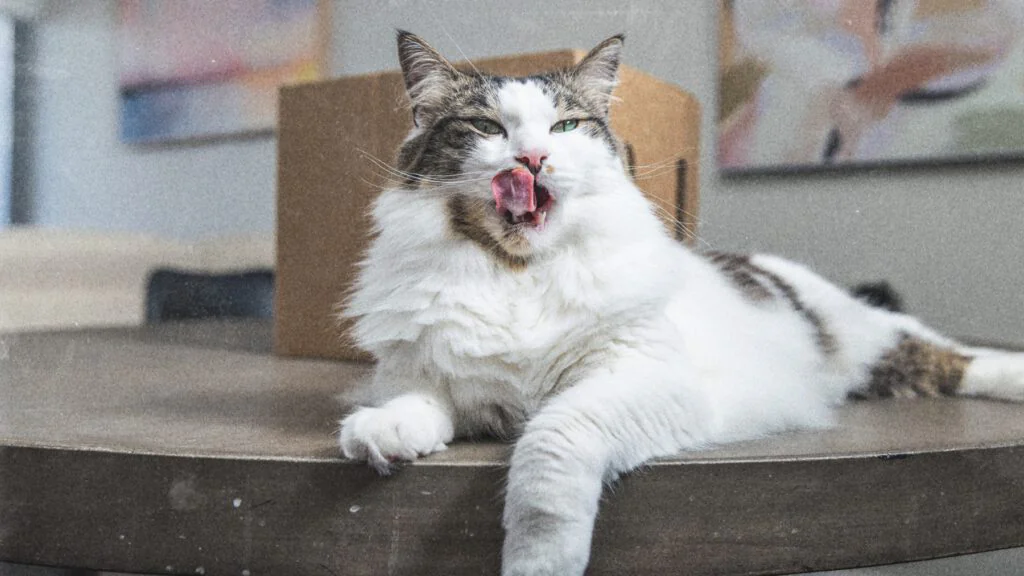 An office cat lounging beside a cardboard box