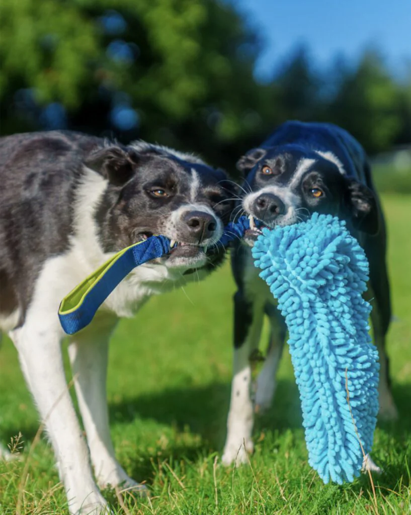 Two collies playing tug with a rope toy