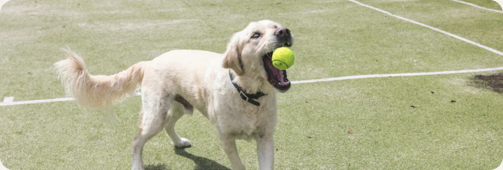 A golden retriever carrying a tennis ball across a grass court