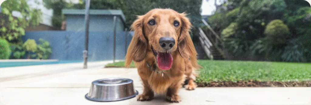 A long-haired brown dog sitting beside a steel food bowl next to a swimming pool